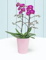 Phalaenopsis Orchids - Now 27