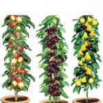 Pillar Fruit Trees (Set of 3) - Buy