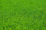 10% Rabatt auf Rasen-Regenerations-Paket...