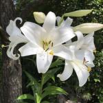 28% OFF Lovely Lily Flower Bulbs
